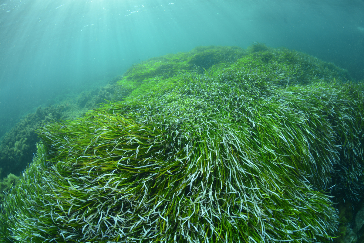 Praderia de posidònia en aigües de Menorca (Foto: Oceana/Carlos Minguell).