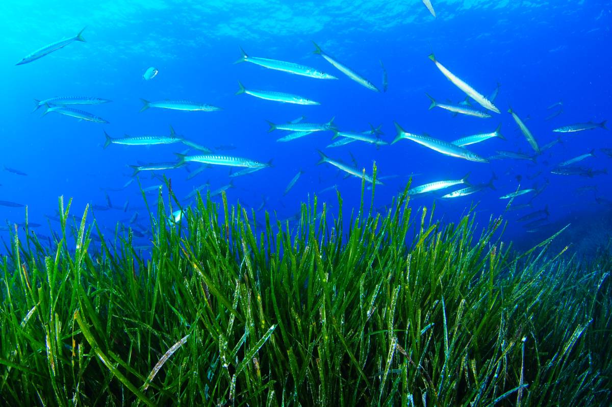 Praderia de posidònia en aigües de Menorca (Foto: Oceana/Carlos Minguell).