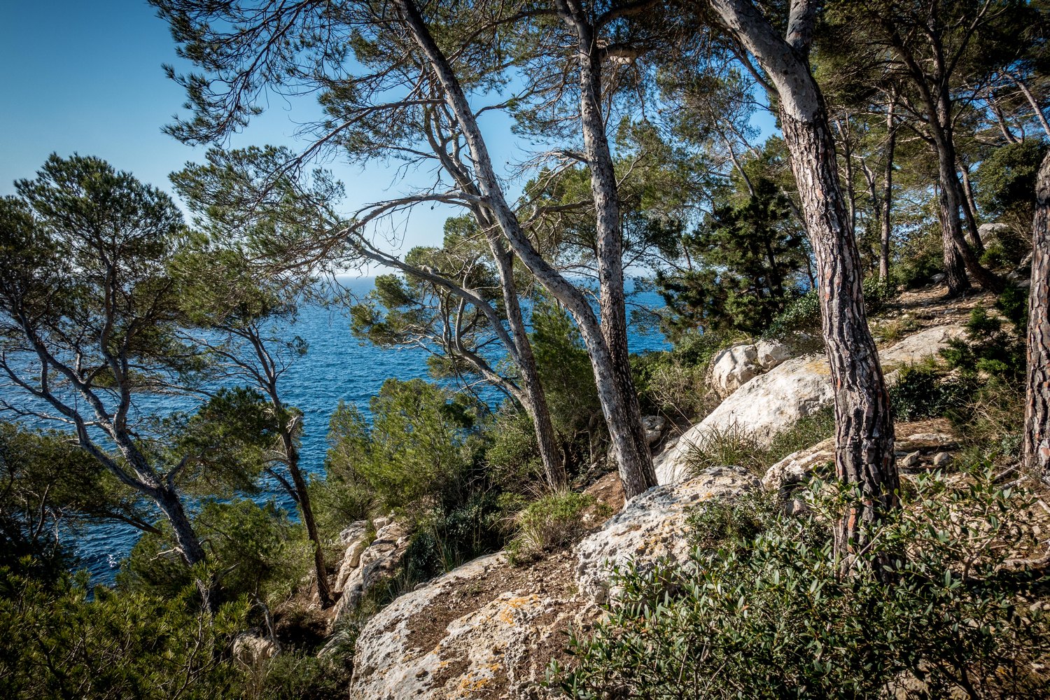 Pins i penya-segats calcaris (Foto: Camí de Cavalls 360º).