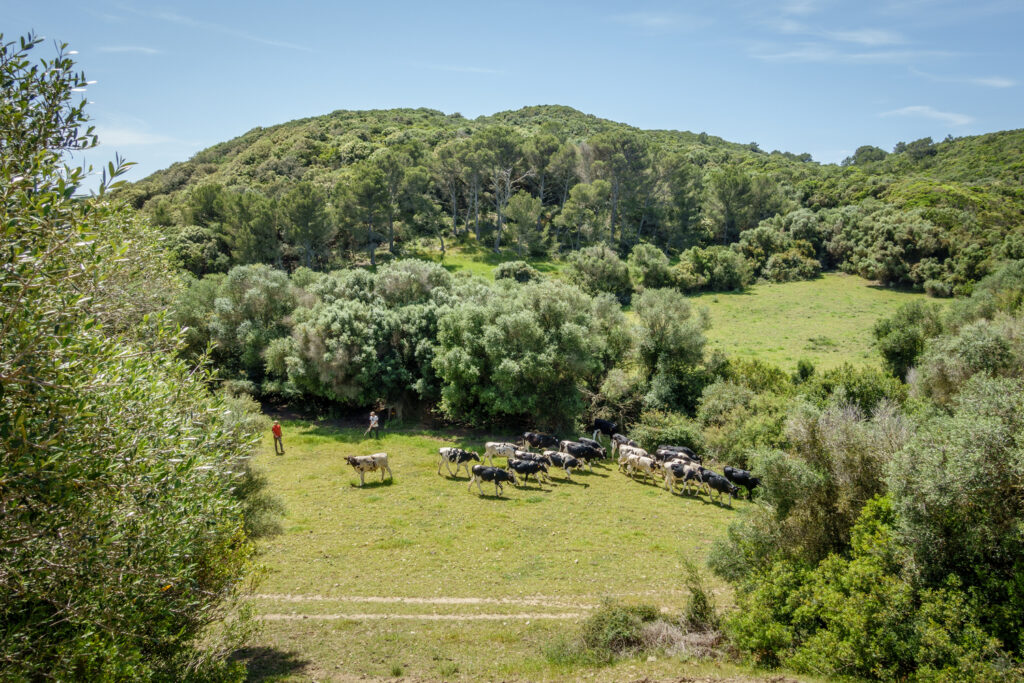 Menant les vaques pels paisatges menorquins, ben preservats tot i estar força humanitzats (Foto: Camí de Cavalls 360º).