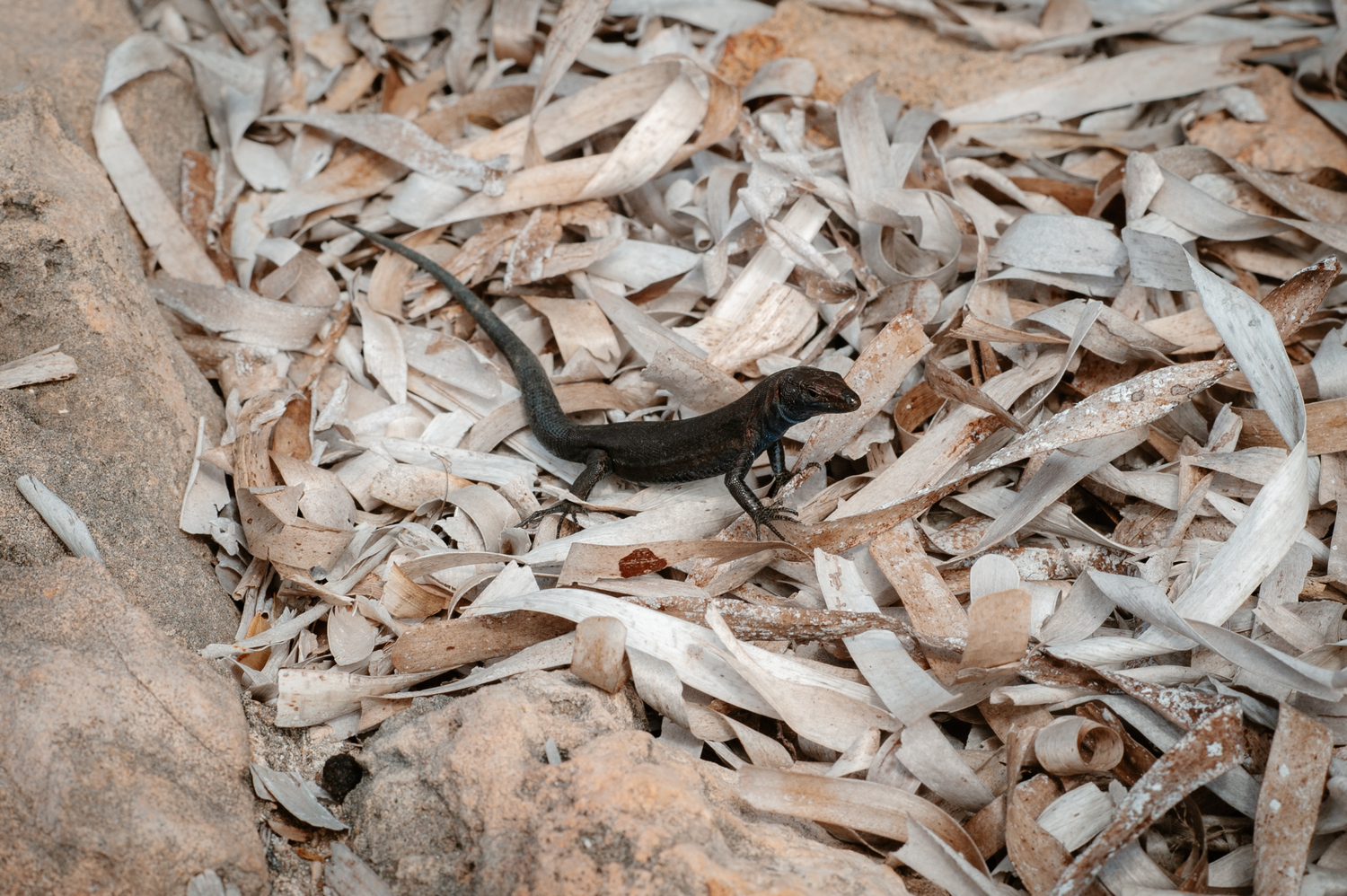 Sargantanes de l’Illa de l’Aire (Foto: Lluís Gelabert – FotoBorn).