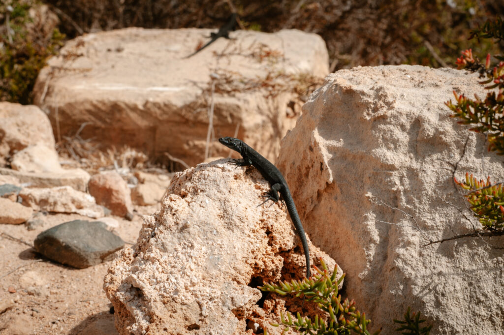 Sargantanes de l’Illa de l’Aire (Foto: Lluís Gelabert – FotoBorn).