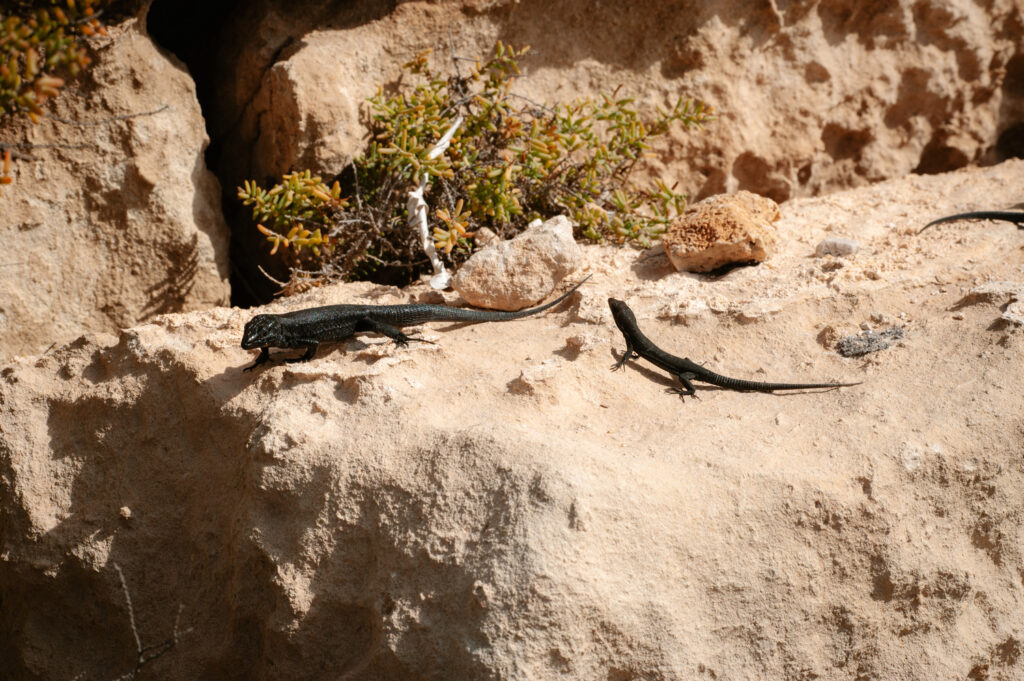 Sargantanes de l’Illa de l’Aire (Foto: Lluís Gelabert – FotoBorn).