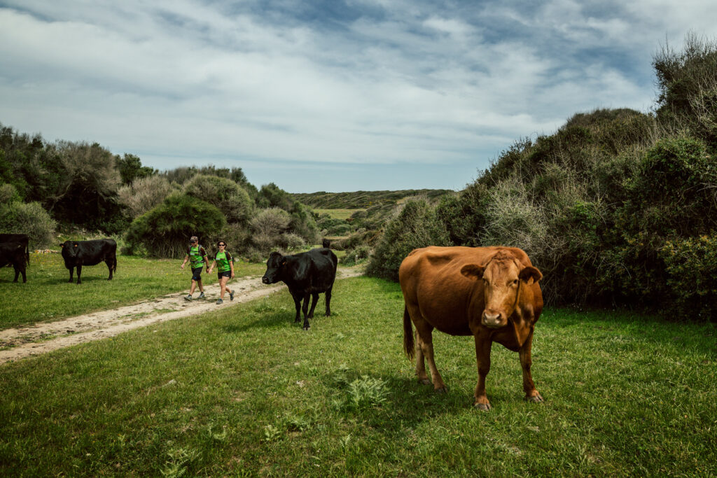 Les vaques, una presència constant als camins de Menorca (Foto: The Adventure Bakery).