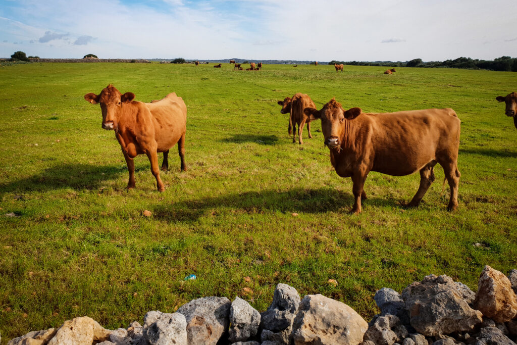 Vaca vermella menorquina (Foto: Camí de Cavalls 360º).