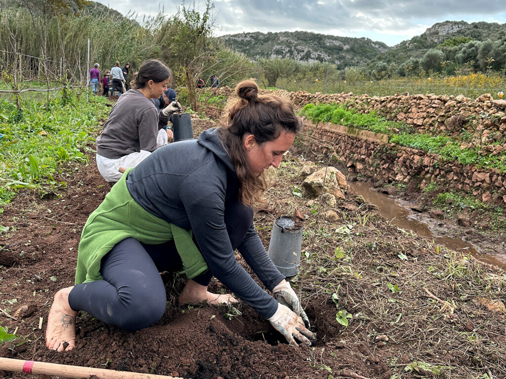 Feines de recuperació al Torrent de Cala en Porter (Foto: Camí de Cavalls 360º).